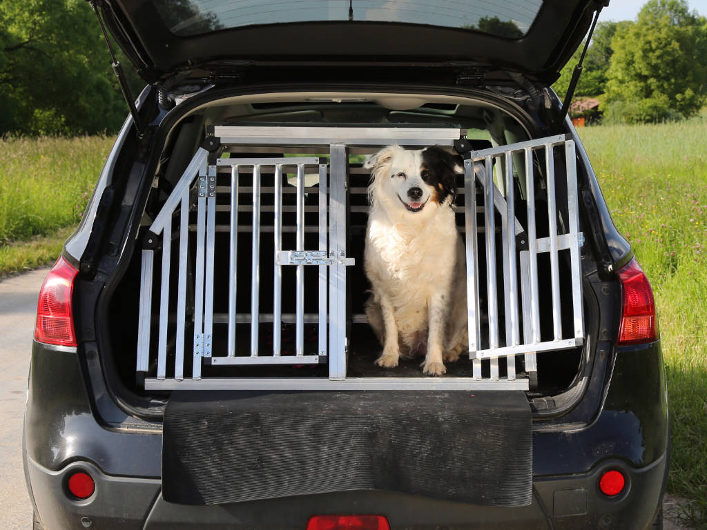 Transporte de Pets - Taxi Dog